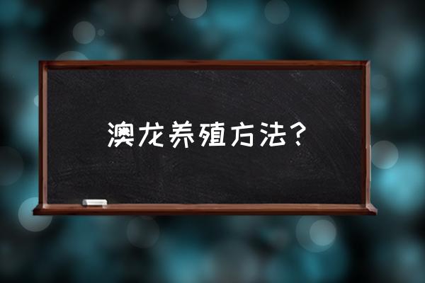 澳洲小龙虾的养殖要点有哪些 澳龙养殖方法？