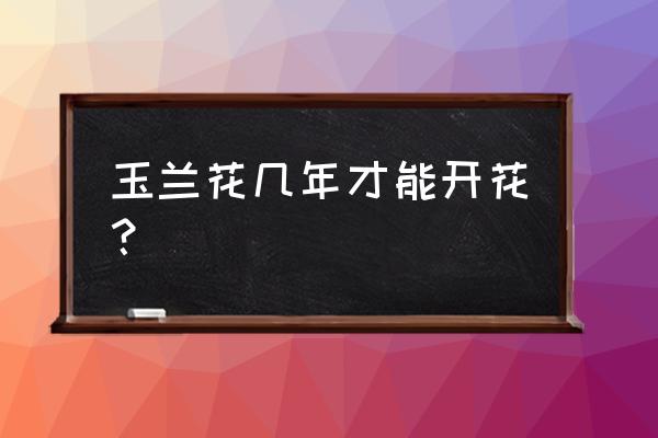 玉兰花树苗大约多长时间开花 玉兰花几年才能开花？