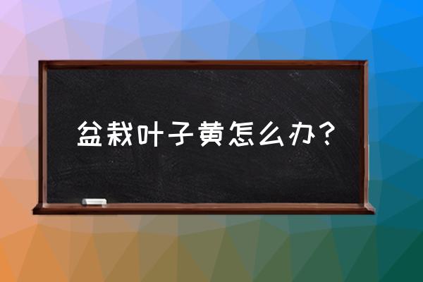 家里盆栽发黄怎么解决 盆栽叶子黄怎么办？