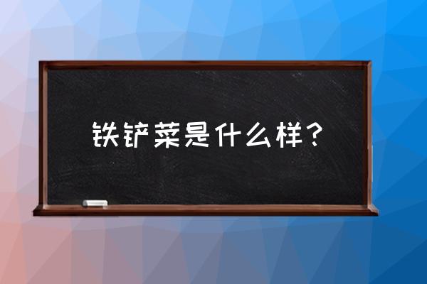 快手上大铁锹上菜的那是什么菜啊 铁铲菜是什么样？