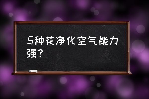 什么花木能散发淡香净化空气 5种花净化空气能力强？