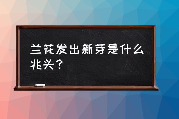 兰花从别的地方长出的芽好吗 兰花发出新芽是什么兆头？