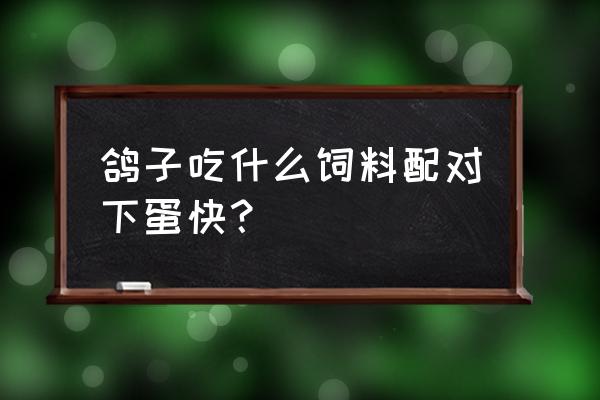 老种鸽吃鸡饲料影响下蛋吗 鸽子吃什么饲料配对下蛋快？