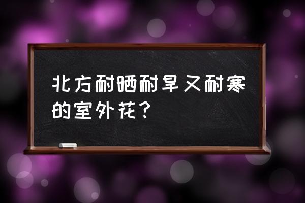 北方室外花卉哪几种 北方耐晒耐旱又耐寒的室外花？