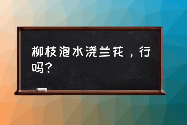 柳树枝泡水能浇兰花吗 柳枝泡水浇兰花，行吗？