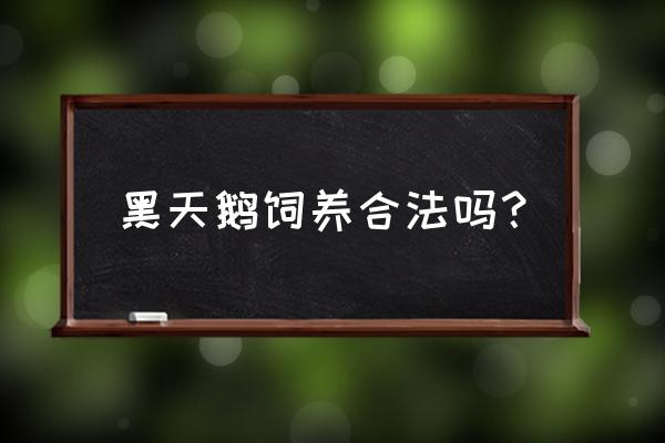 丽水哪里有养黑天鹅的养殖场 黑天鹅饲养合法吗？