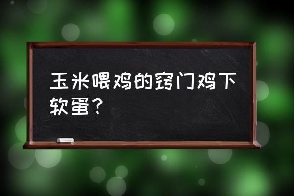 如何让饲料鸡适应吃玉米粒 玉米喂鸡的窍门鸡下软蛋？