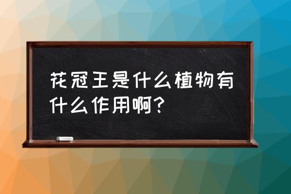 重瓣红玫瑰花茶是什么 花冠王是什么植物有什么作用啊？