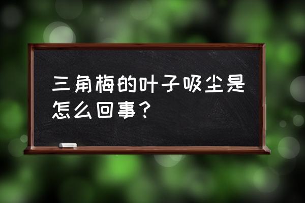 三角梅有没有净化作用 三角梅的叶子吸尘是怎么回事？