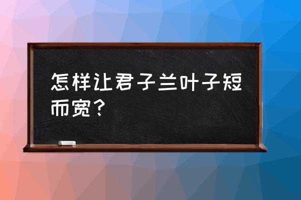 君子兰小苗的叶怎么长得宽厚 怎样让君子兰叶子短而宽？