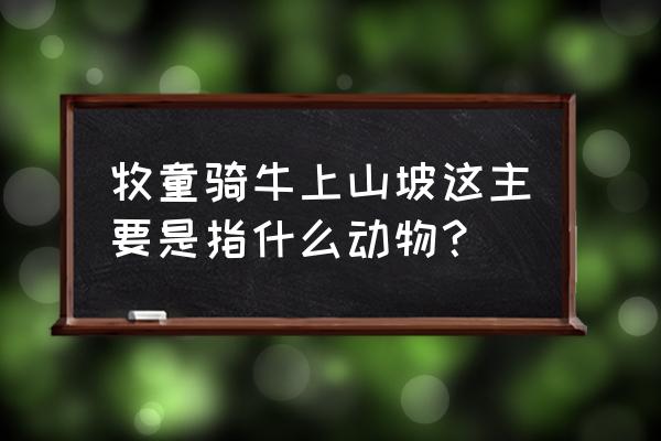 属虎的人适合养牛吗 牧童骑牛上山坡这主要是指什么动物？