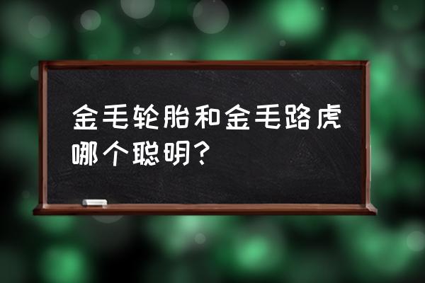 金毛轮胎什么意思 金毛轮胎和金毛路虎哪个聪明？