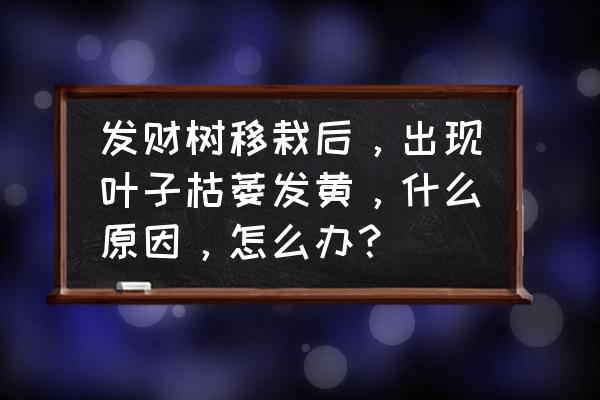 发财树换盆后叶子发黄掉落怎么办 发财树移栽后，出现叶子枯萎发黄，什么原因，怎么办？