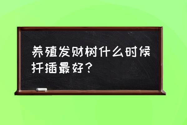 发财树什么季节插能活 养殖发财树什么时候扦插最好？