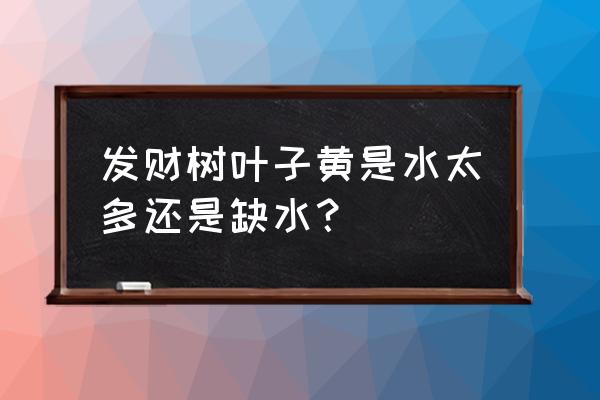 发财树叶子发黄是缺水了吗 发财树叶子黄是水太多还是缺水？