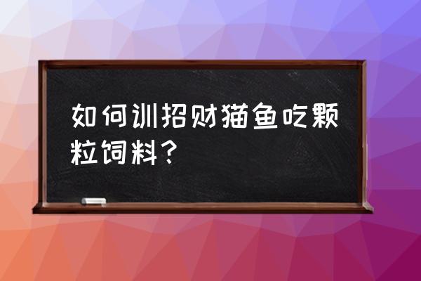 怎样让招财猫鱼吃饲料 如何训招财猫鱼吃颗粒饲料？