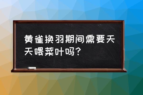 换羽饲料喂黄雀可以吗 黄雀换羽期间需要天天喂菜叶吗？