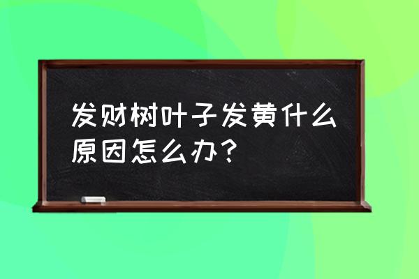 发财树变黄的原因是什么 发财树叶子发黄什么原因怎么办？