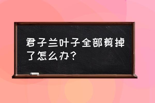 君子兰叶子可以全部剪掉吗 君子兰叶子全部剪掉了怎么办？