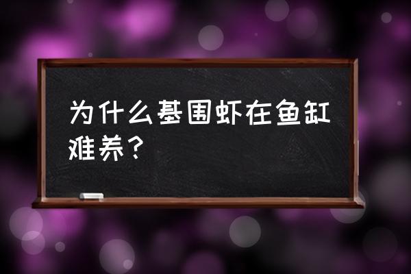 海缸里能养基围虾吗 为什么基围虾在鱼缸难养？