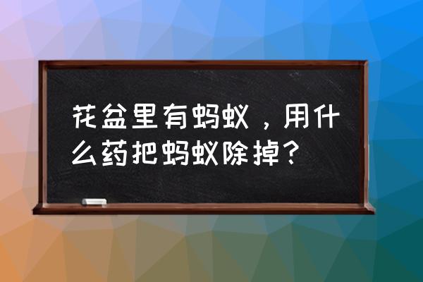 花盆中的蚂蚁怕什么东西 花盆里有蚂蚁，用什么药把蚂蚁除掉？