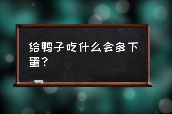 养鸭子需配啥饲料下蛋 给鸭子吃什么会多下蛋？