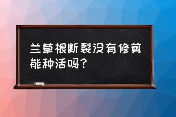 根掰断的兰花能活吗 兰草根断裂没有修剪能种活吗？