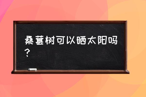 盆栽桑葚十月份可以晒太阳吗 桑葚树可以晒太阳吗？