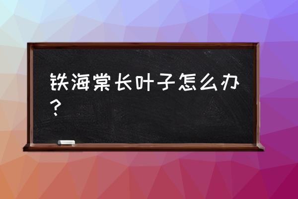 铁海棠叶子为什么发黄 铁海棠长叶子怎么办？