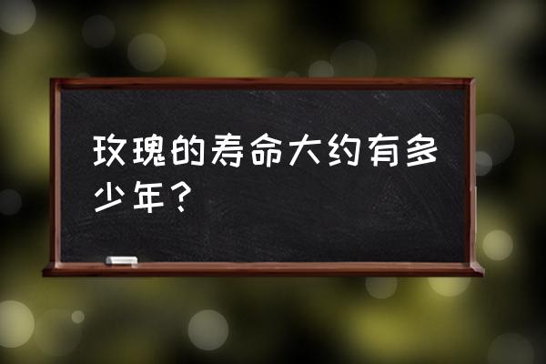 法国玫瑰能活几年 玫瑰的寿命大约有多少年？