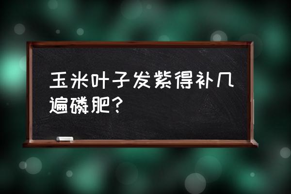 速效磷肥起什么作用 玉米叶子发紫得补几遍磷肥？