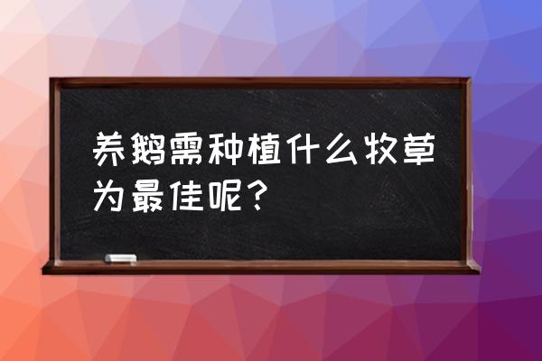 养鹅种哪些青饲料 养鹅需种植什么牧草为最佳呢？