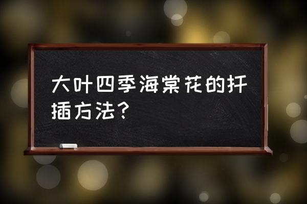 大叶海棠可以接吗 大叶四季海棠花的扦插方法？