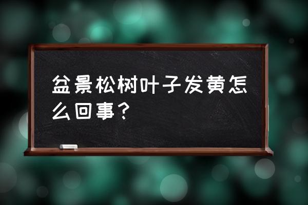 盆景松树发黄了怎么办 盆景松树叶子发黄怎么回事？