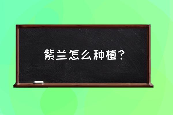 紫兰花什么时候播种 紫兰怎么种植？