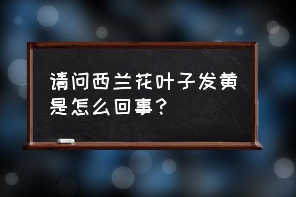 西兰花变黄是什么原因 请问西兰花叶子发黄是怎么回事？