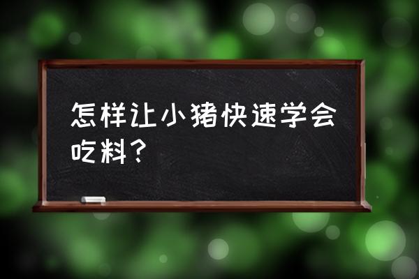 怎样才能使小猪早吃饲料 怎样让小猪快速学会吃料？