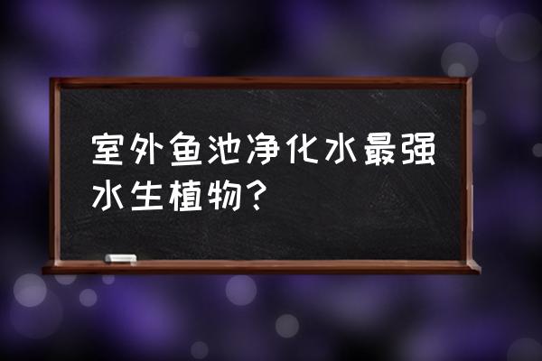 什么水生植物净化污水能力最强 室外鱼池净化水最强水生植物？