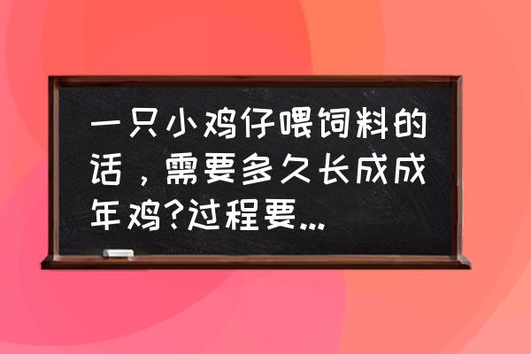 小鸡吃多少饲料可以长到一斤 一只小鸡仔喂饲料的话，需要多久长成成年鸡?过程要吃掉多少钱的饲料？