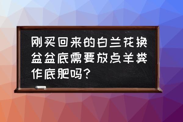 新换的花盆最底下垫什么 刚买回来的白兰花换盆盆底需要放点羊粪作底肥吗？