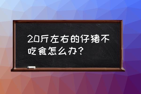 小猪不吃食怎么解决 20斤左右的仔猪不吃食怎么办？