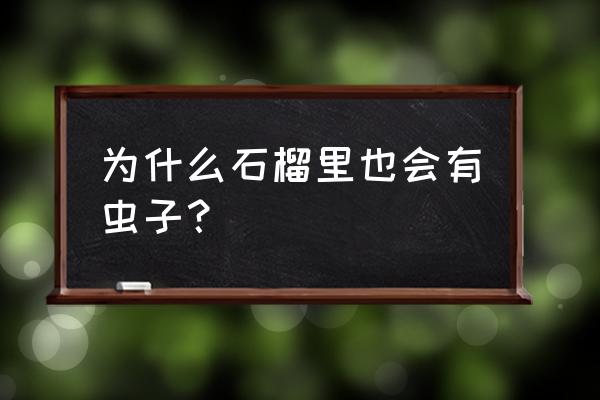 石榴树白虫病怎么治 为什么石榴里也会有虫子？