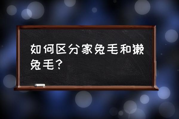 獭兔的养殖成本和利润 如何区分家兔毛和獭兔毛？