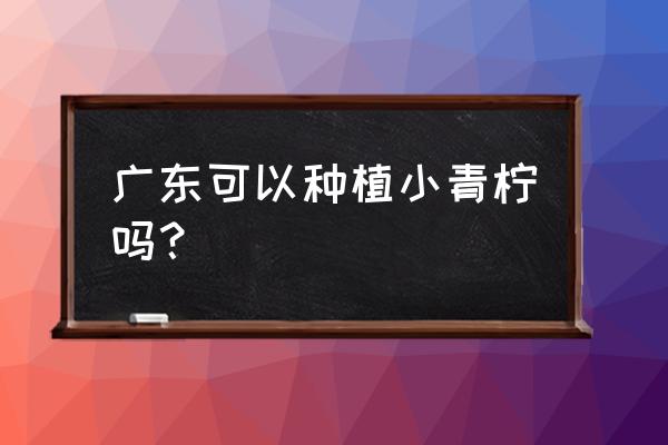 手指柠檬适合什么地区种植 广东可以种植小青柠吗？