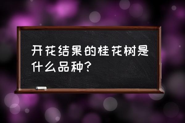 桂花结果的和不结果的有什么区别 开花结果的桂花树是什么品种？