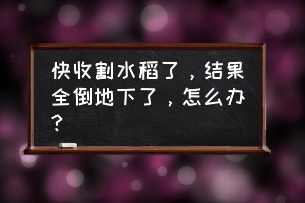 水稻倒伏有什么补救措施 快收割水稻了，结果全倒地下了，怎么办？