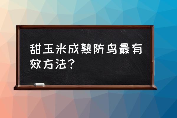 定时驱鸟的最佳方法 甜玉米成熟防鸟最有效方法？