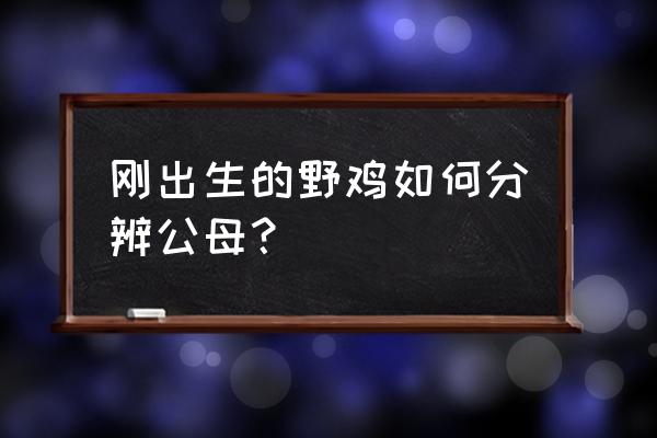 野鸡出壳雏鸡怎样管理 刚出生的野鸡如何分辨公母？