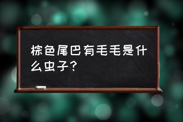 茶树蜡蝉的详细介绍 棕色尾巴有毛毛是什么虫子？