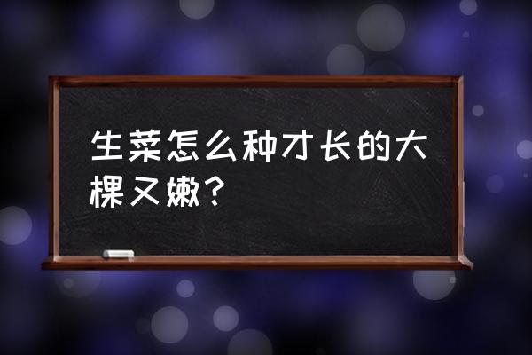 生菜太多吃不完怎么办 生菜怎么种才长的大棵又嫩？